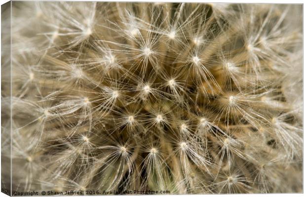 Full faced Dandelion Canvas Print by Shawn Jeffries