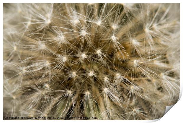 Full faced Dandelion Print by Shawn Jeffries