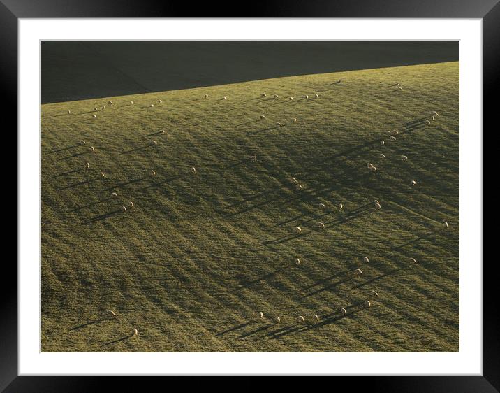 South Downs, Sussex, Sheep, Long Shadows Framed Mounted Print by Sue MacCallum- Stewart