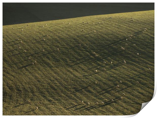South Downs, Sussex, Sheep, Long Shadows Print by Sue MacCallum- Stewart