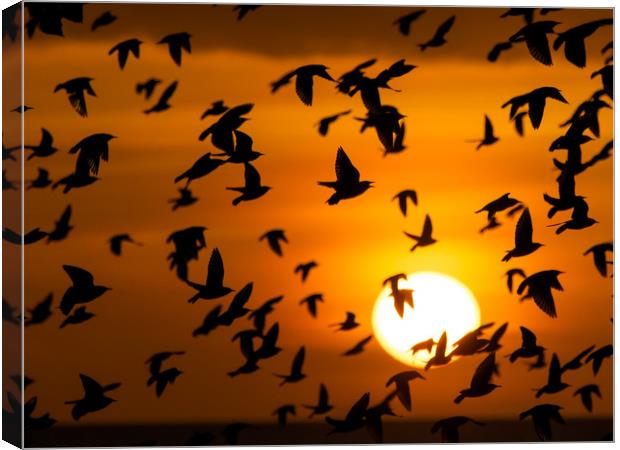 Starling, Murmuration, Sunset, Sussex Canvas Print by Sue MacCallum- Stewart