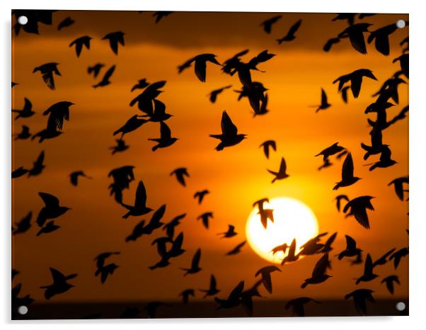 Starling, Murmuration, Sunset, Sussex Acrylic by Sue MacCallum- Stewart