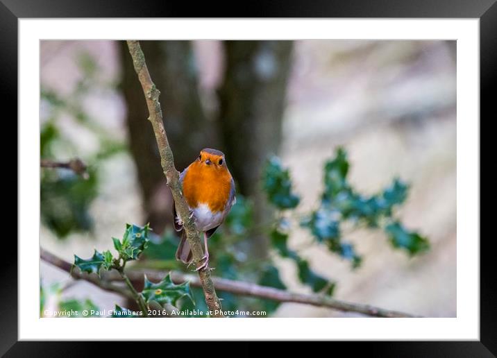 A beautiful Robin Red Breast in the New Forest Ham Framed Mounted Print by Paul Chambers