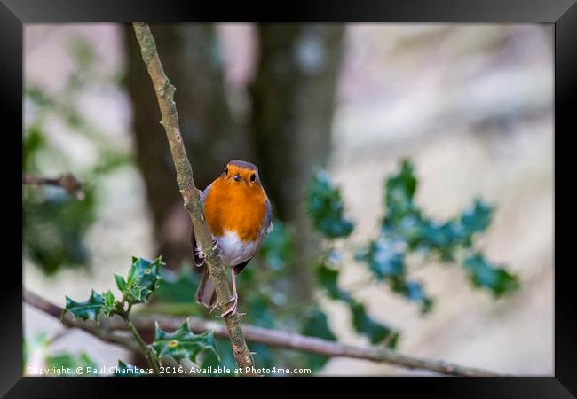 A beautiful Robin Red Breast in the New Forest Ham Framed Print by Paul Chambers