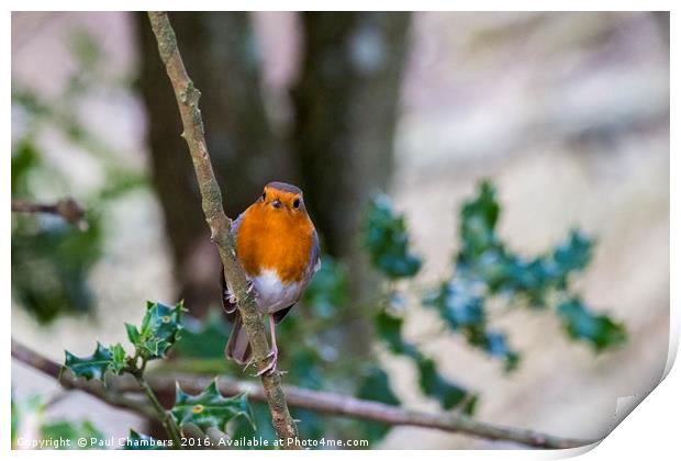A beautiful Robin Red Breast in the New Forest Ham Print by Paul Chambers