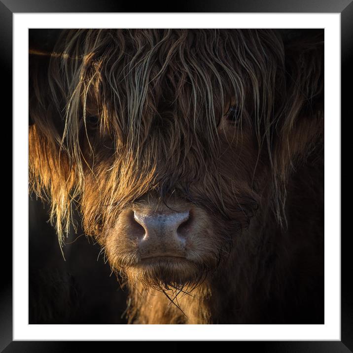 Highland Cow, Backlit, Derbyshire Framed Mounted Print by Sue MacCallum- Stewart