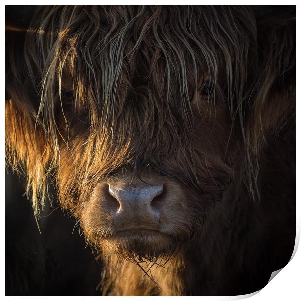 Highland Cow, Backlit, Derbyshire Print by Sue MacCallum- Stewart