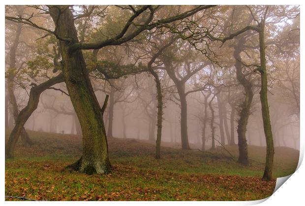 Autumn mist                  Print by chris smith