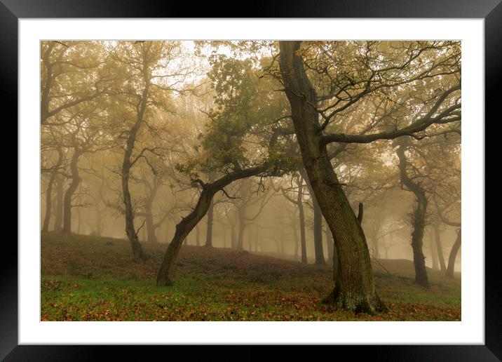 Autumn Mist  Framed Mounted Print by chris smith