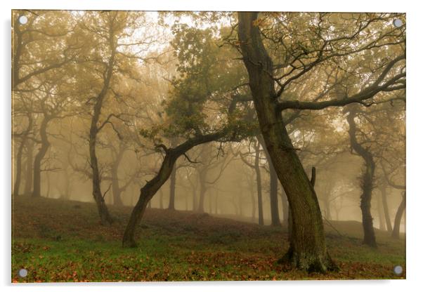 Autumn Mist  Acrylic by chris smith