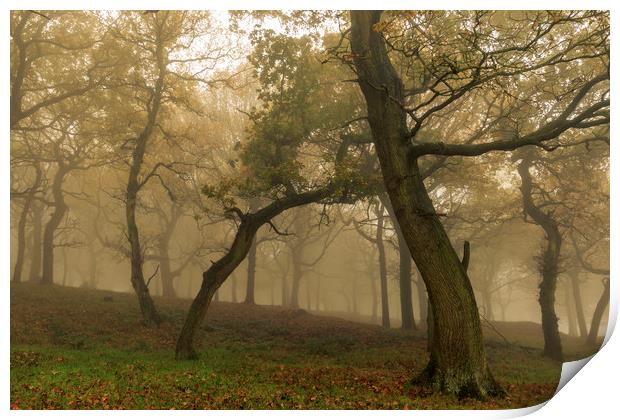 Autumn Mist  Print by chris smith