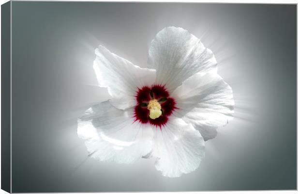 glowing white petals Canvas Print by Marinela Feier