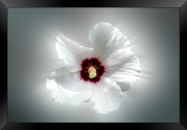glowing white petals Framed Print by Marinela Feier