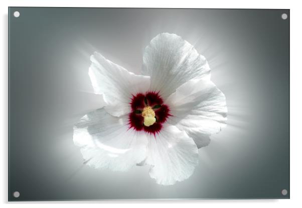glowing white petals Acrylic by Marinela Feier