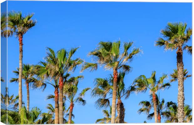 Palm trees   Canvas Print by chris smith