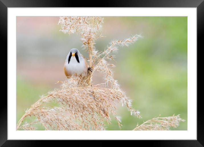 Bearded Tit ( Panurus biarmicus )  Framed Mounted Print by chris smith