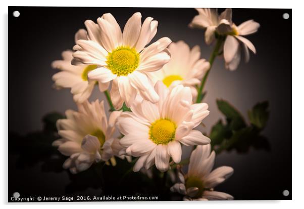 Radiant Chrysanthemums Acrylic by Jeremy Sage