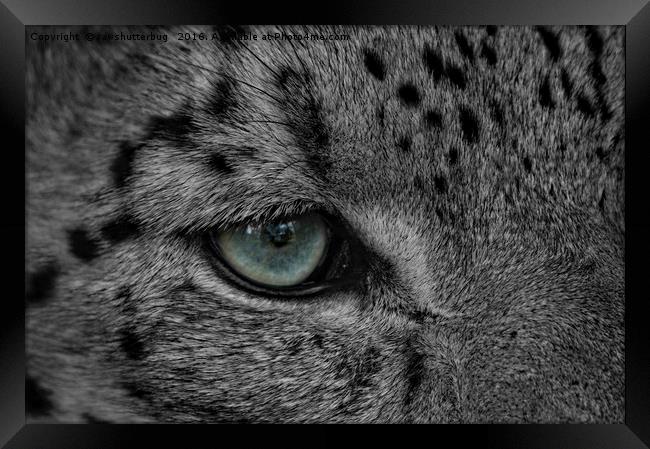 Eye Of The Leopard Framed Print by rawshutterbug 