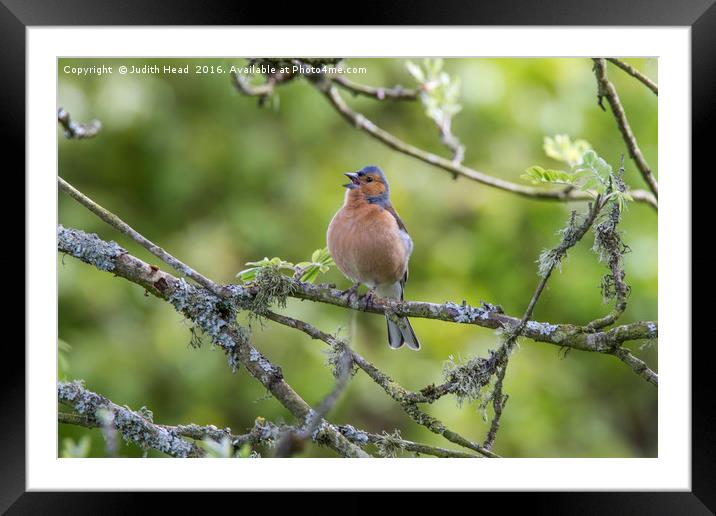 Singing Chaffinch Framed Mounted Print by Judith Head