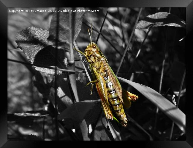 Meadow Grasshopper Framed Print by Derrick Fox Lomax