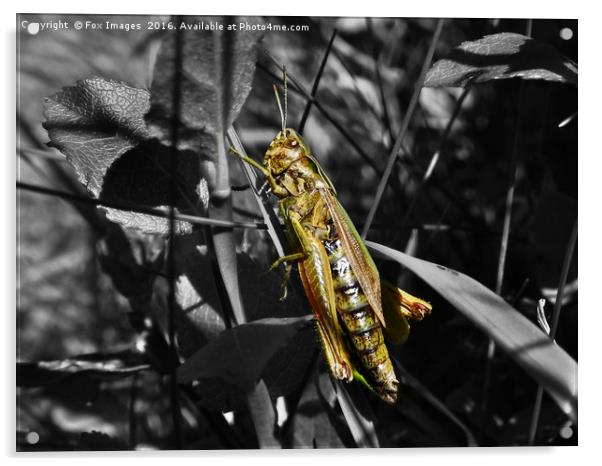 Meadow Grasshopper Acrylic by Derrick Fox Lomax