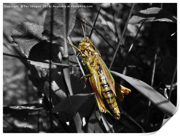 Meadow Grasshopper Print by Derrick Fox Lomax