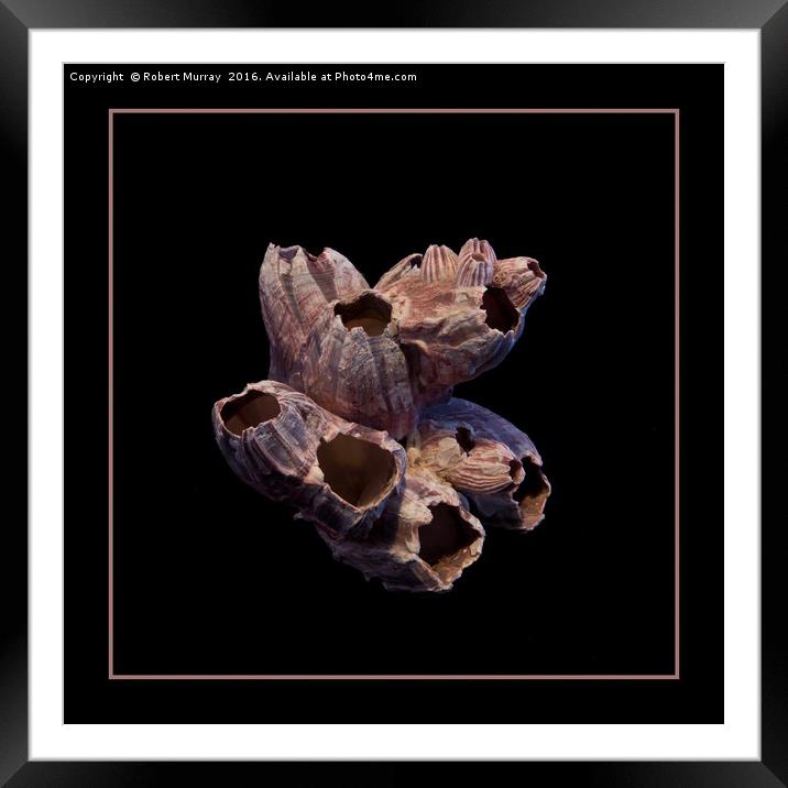 Giant Barnacle Framed Mounted Print by Robert Murray