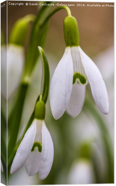 Double Snowdrops, Part I Canvas Print by Sandi-Cockayne ADPS