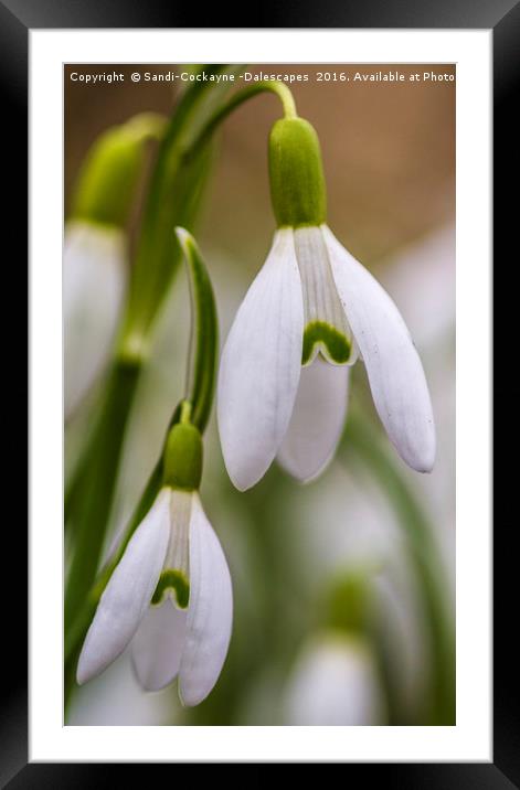 Double Snowdrops, Part I Framed Mounted Print by Sandi-Cockayne ADPS