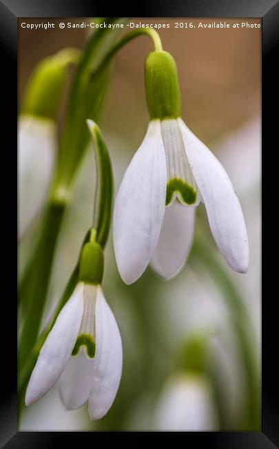 Double Snowdrops, Part I Framed Print by Sandi-Cockayne ADPS