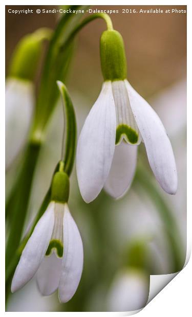Double Snowdrops, Part I Print by Sandi-Cockayne ADPS