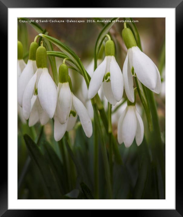 Snowdrops - Part II Framed Mounted Print by Sandi-Cockayne ADPS