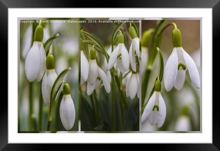 Triptych Snowdrops - FOR SHOWCASING NOT FOR SALE.. Framed Mounted Print by Sandi-Cockayne ADPS