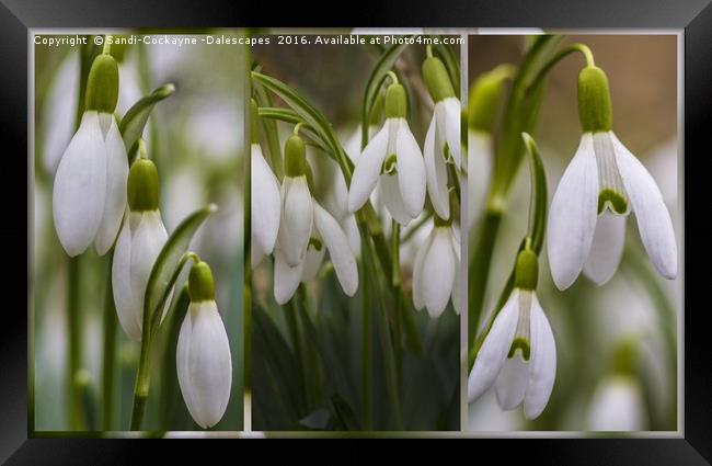 Triptych Snowdrops - FOR SHOWCASING NOT FOR SALE.. Framed Print by Sandi-Cockayne ADPS