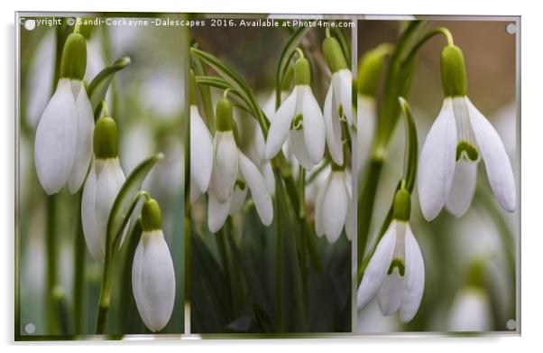 Triptych Snowdrops - FOR SHOWCASING NOT FOR SALE.. Acrylic by Sandi-Cockayne ADPS