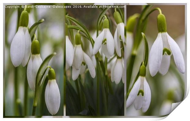 Triptych Snowdrops - FOR SHOWCASING NOT FOR SALE.. Print by Sandi-Cockayne ADPS