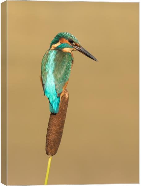 Kingfisher, bird,  Canvas Print by Sue MacCallum- Stewart