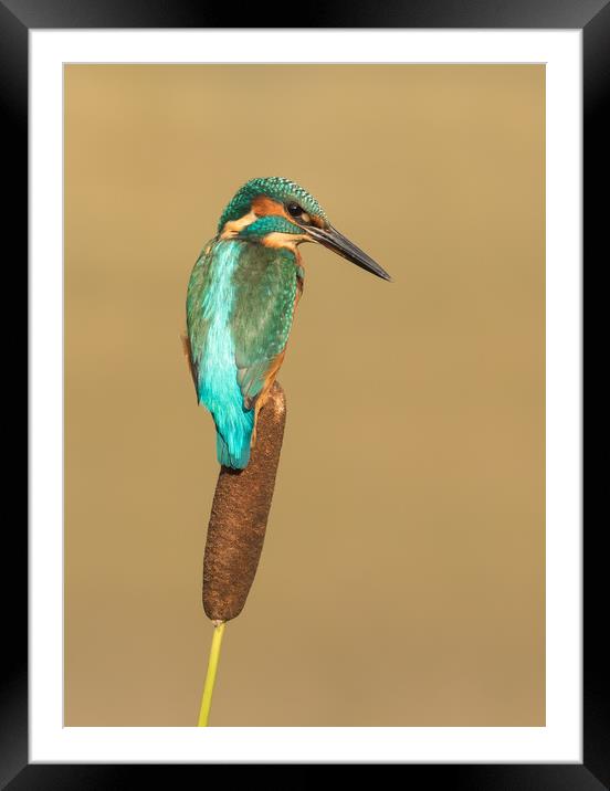 Kingfisher, bird,  Framed Mounted Print by Sue MacCallum- Stewart