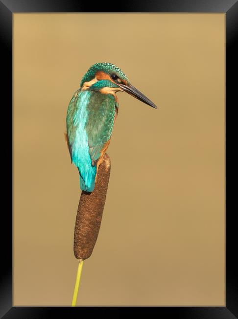 Kingfisher, bird,  Framed Print by Sue MacCallum- Stewart