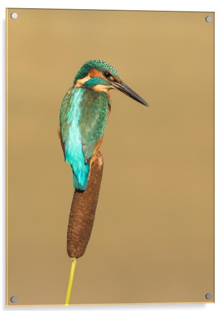 Kingfisher, bird,  Acrylic by Sue MacCallum- Stewart