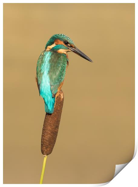 Kingfisher, bird,  Print by Sue MacCallum- Stewart