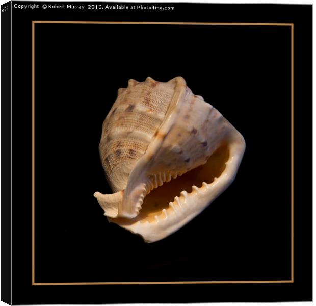 Conch Canvas Print by Robert Murray