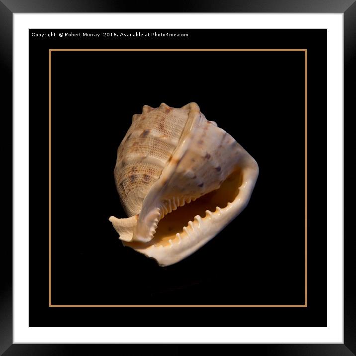 Conch Framed Mounted Print by Robert Murray