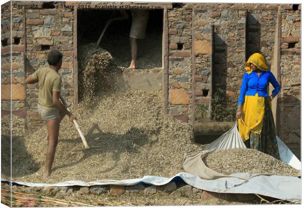 Threshing the Grain, Northern India Canvas Print by Tony Sharp LRPS CPAGB