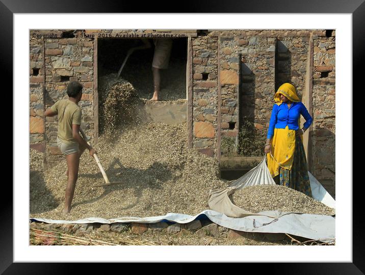 Threshing the Grain, Northern India Framed Mounted Print by Tony Sharp LRPS CPAGB