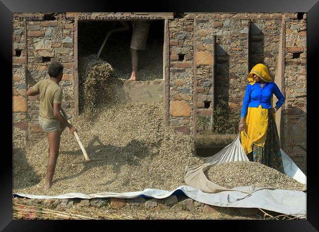 Threshing the Grain, Northern India Framed Print by Tony Sharp LRPS CPAGB