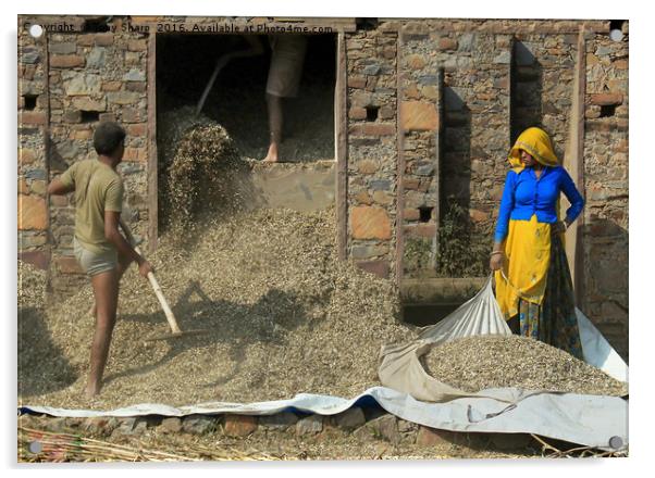 Threshing the Grain, Northern India Acrylic by Tony Sharp LRPS CPAGB