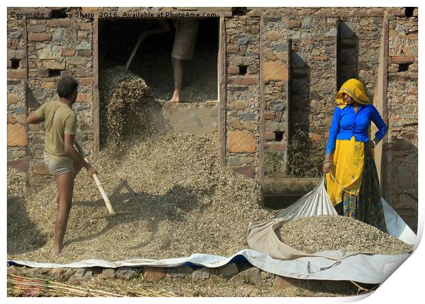 Threshing the Grain, Northern India Print by Tony Sharp LRPS CPAGB