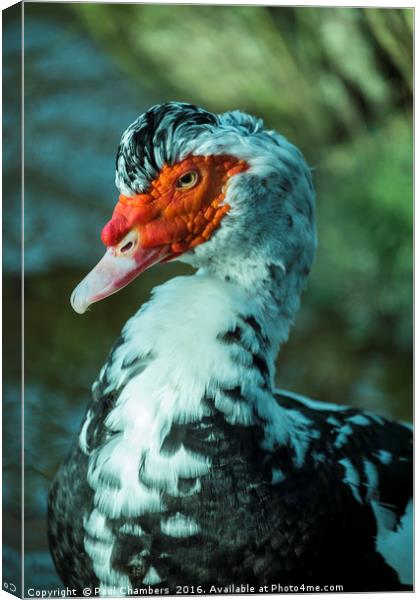 Muscovy Duck (cairina moschata) male Canvas Print by Paul Chambers