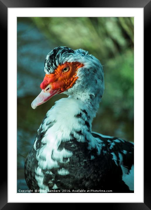 Muscovy Duck (cairina moschata) male Framed Mounted Print by Paul Chambers